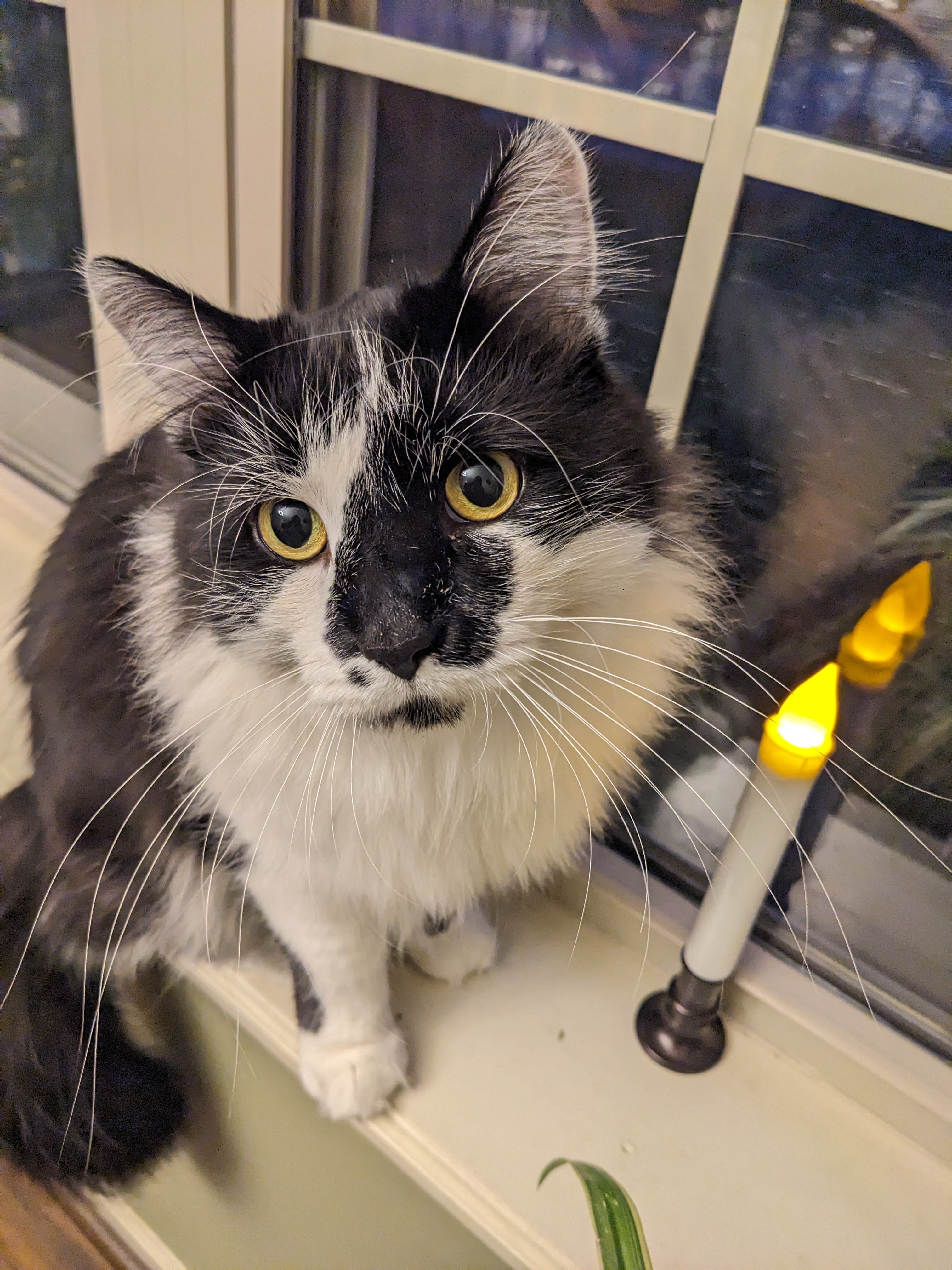 PXL 20231201 230519315 (1)